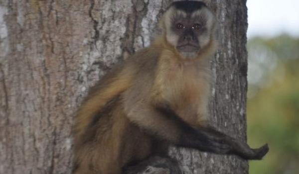Animais do Pantanal aprendem a 'mendigar comida' para sobreviver na seca