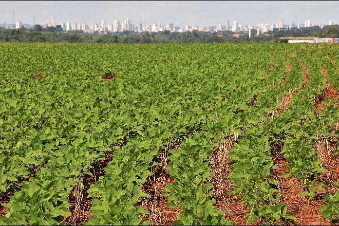 Agro e indústria vão puxar crescimento em 2021
