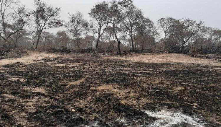 Em queda na gestão Bolsonaro, multas do Ibama somam R$ 20,7 milhões em MS