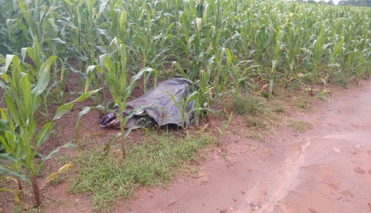Funcionários de fazenda encontram cadáver em meio a plantação de soja