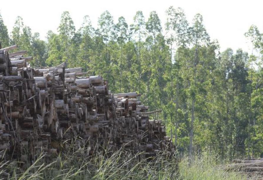 Escassez de madeira ameaça produção de MS