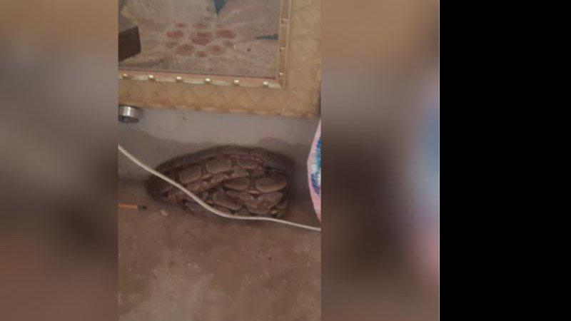 Encolhida próximo a móveis da sala, jiboia é encontrada dentro de residência de MS