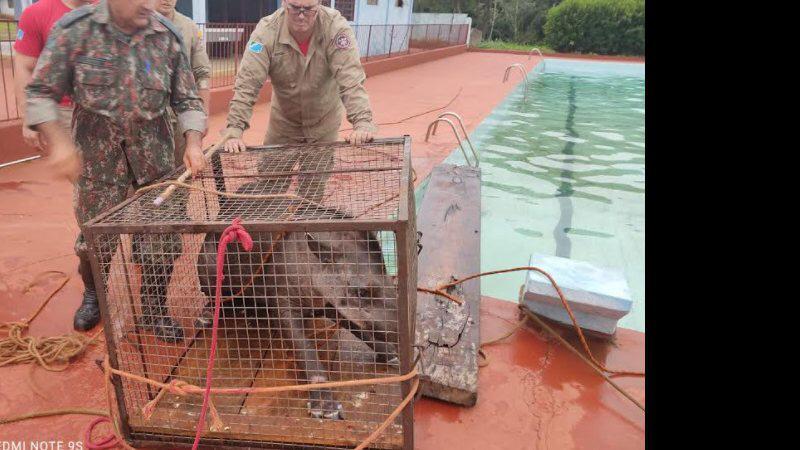 Anta com mais de 200 kg é resgatada após cair em piscina de clube