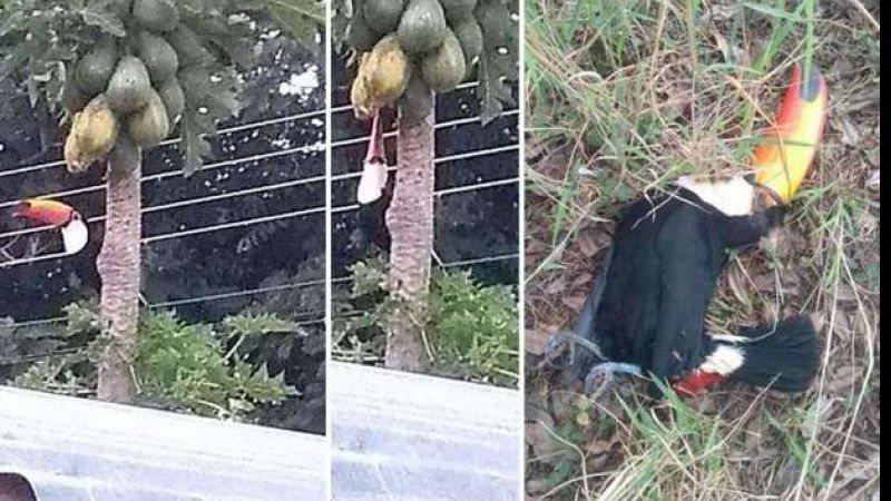 Tucanos são mortos com tiros de espingarda e caso vai parar na delegacia