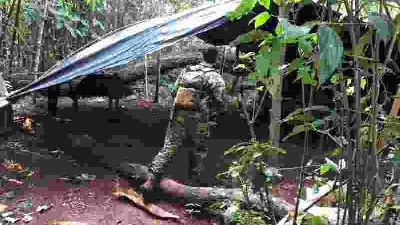 Operação destrói 80 hec de lavoura de maconha