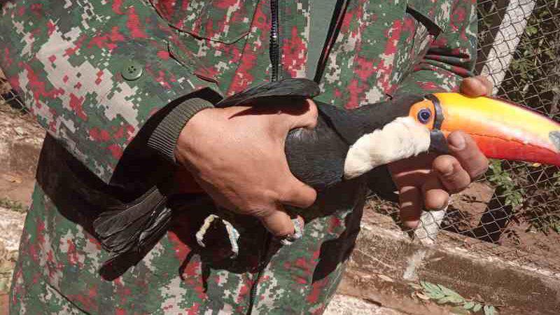 Sem poder voar, tucano é resgatado e levado ao Cras