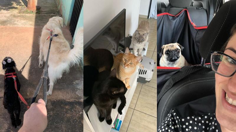 Babá de cachorro: saiba como funciona e o que precisa para ser petsitter em Campo Grande