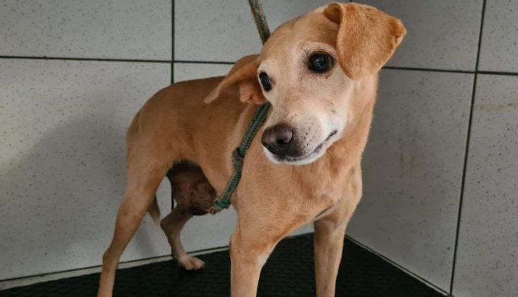 PMA resgata vira-lata com câncer e pitbull abandonados