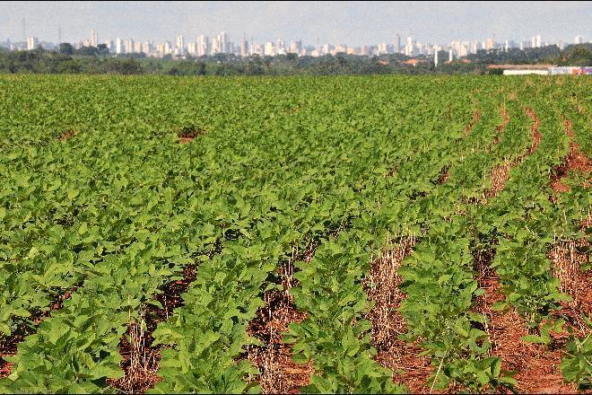 Agro e indústria vão puxar crescimento em 2021