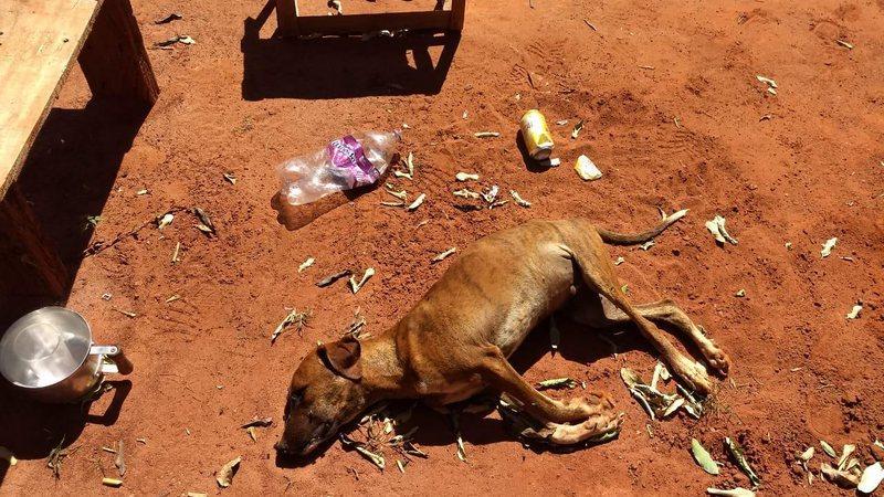 Cachorros e galinhas morrem de fome e sede ao serem abandonados trancados em casa