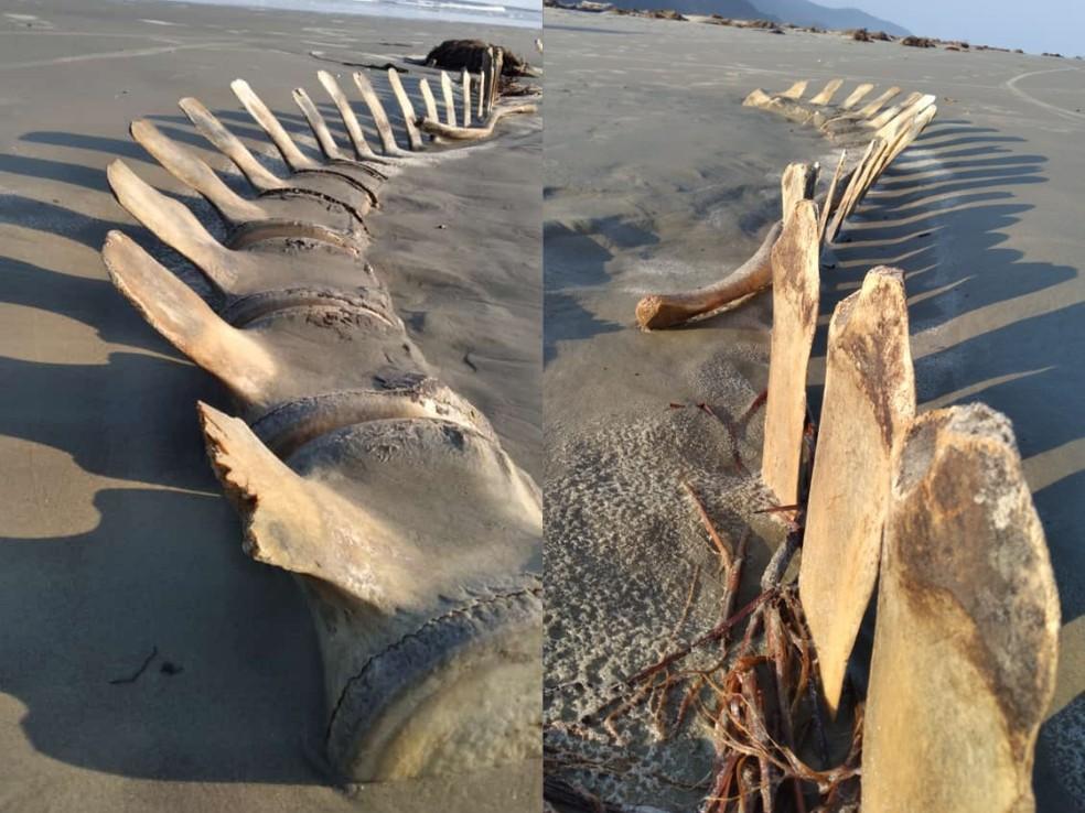 Esqueleto gigante é desenterrado por acaso em praia do litoral de SP