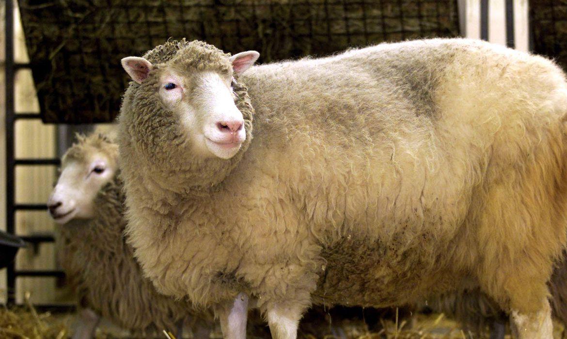 1º mamífero clonado, Dolly completaria 25 anos