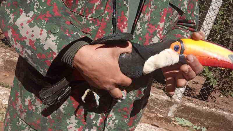 Sem poder voar, tucano é resgatado e levado ao Cras