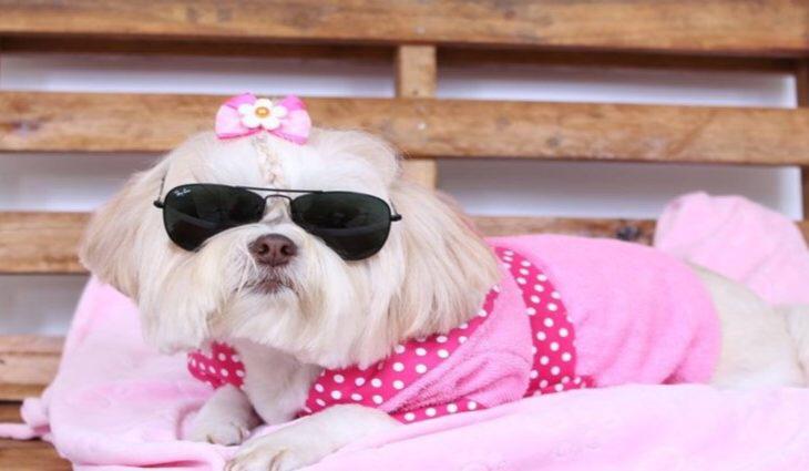 Rede Solidária e Senai abrem inscrições para curso de Moda Pet